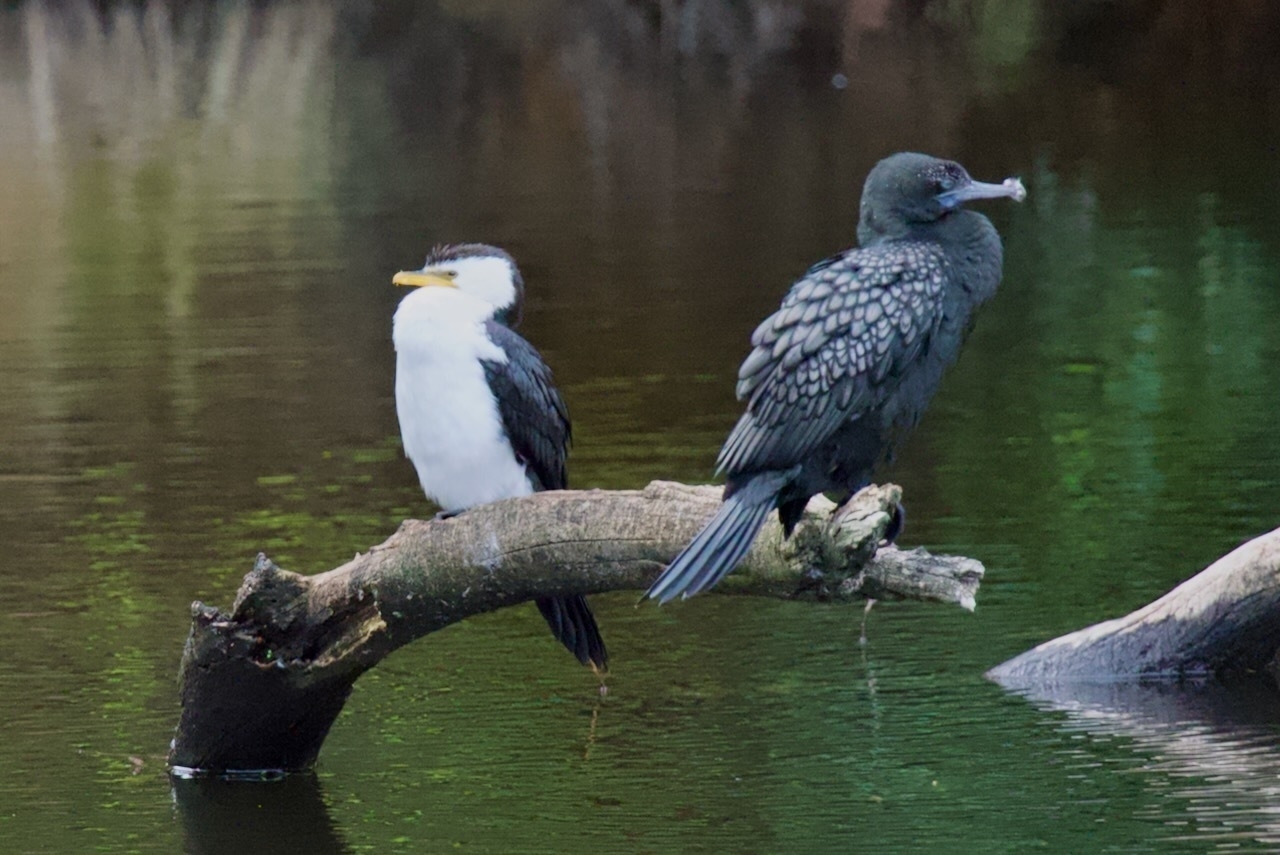 Auto-generated description: Two birds are perched on a branch over a body of water.