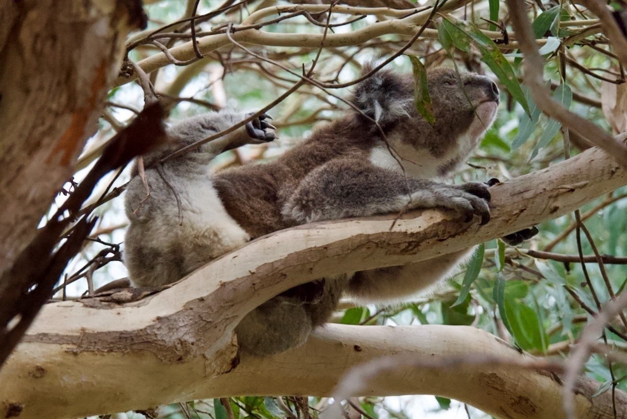 Auto-generated description: A koala is resting comfortably on a tree branch surrounded by leaves.