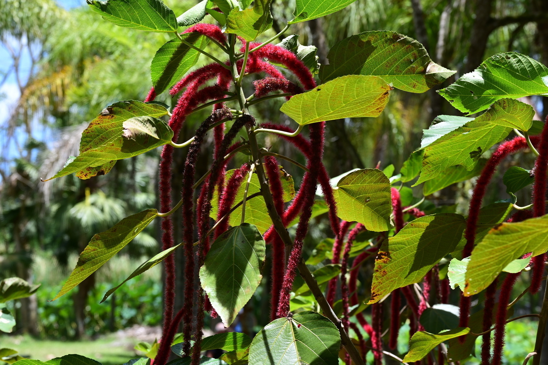 Auto-generated description: A tropical plant features long, red, fuzzy flowers hanging beneath large green leaves in a sunlit garden.