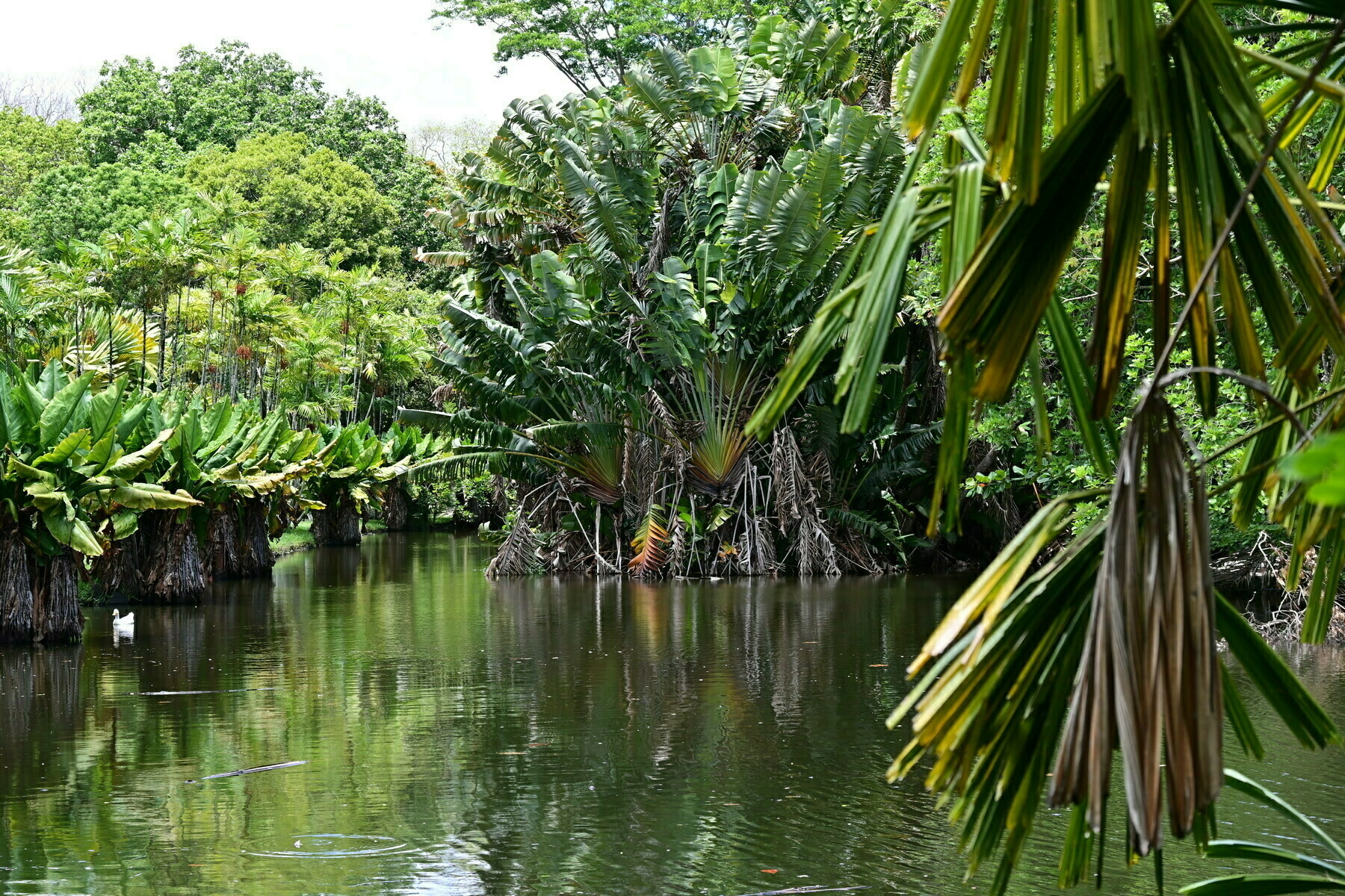 Auto-generated description: A lush tropical landscape features a serene waterway surrounded by dense greenery and palm trees.