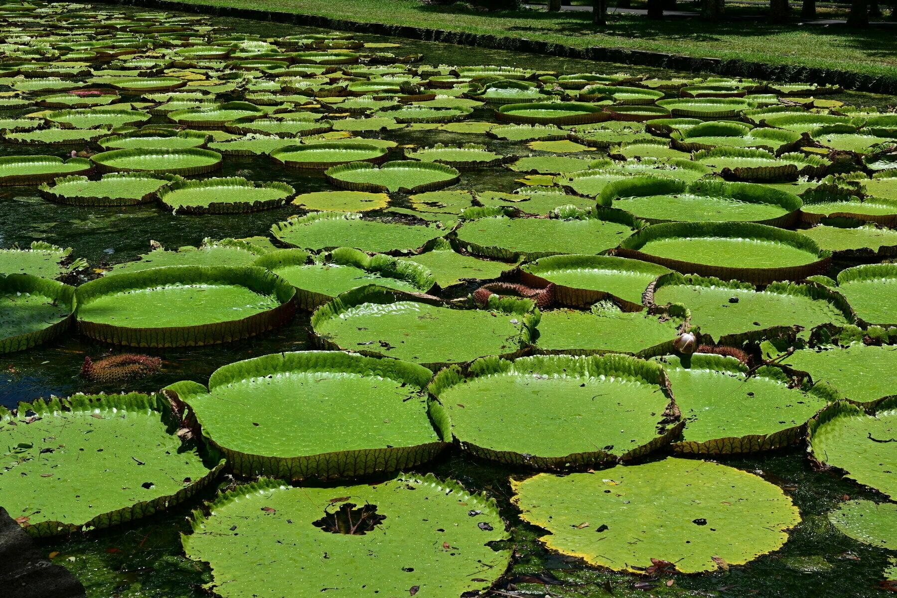 Auto-generated description: Large green lily pads cover the surface of the water, creating a vibrant natural scene.