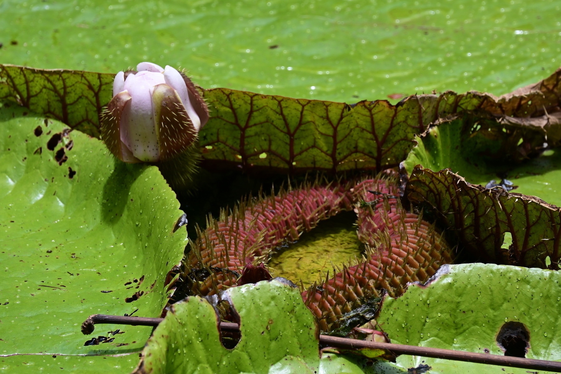 Auto-generated description: A bud and the spiky, ribbed surface of a giant water lily are surrounded by large green leaves.