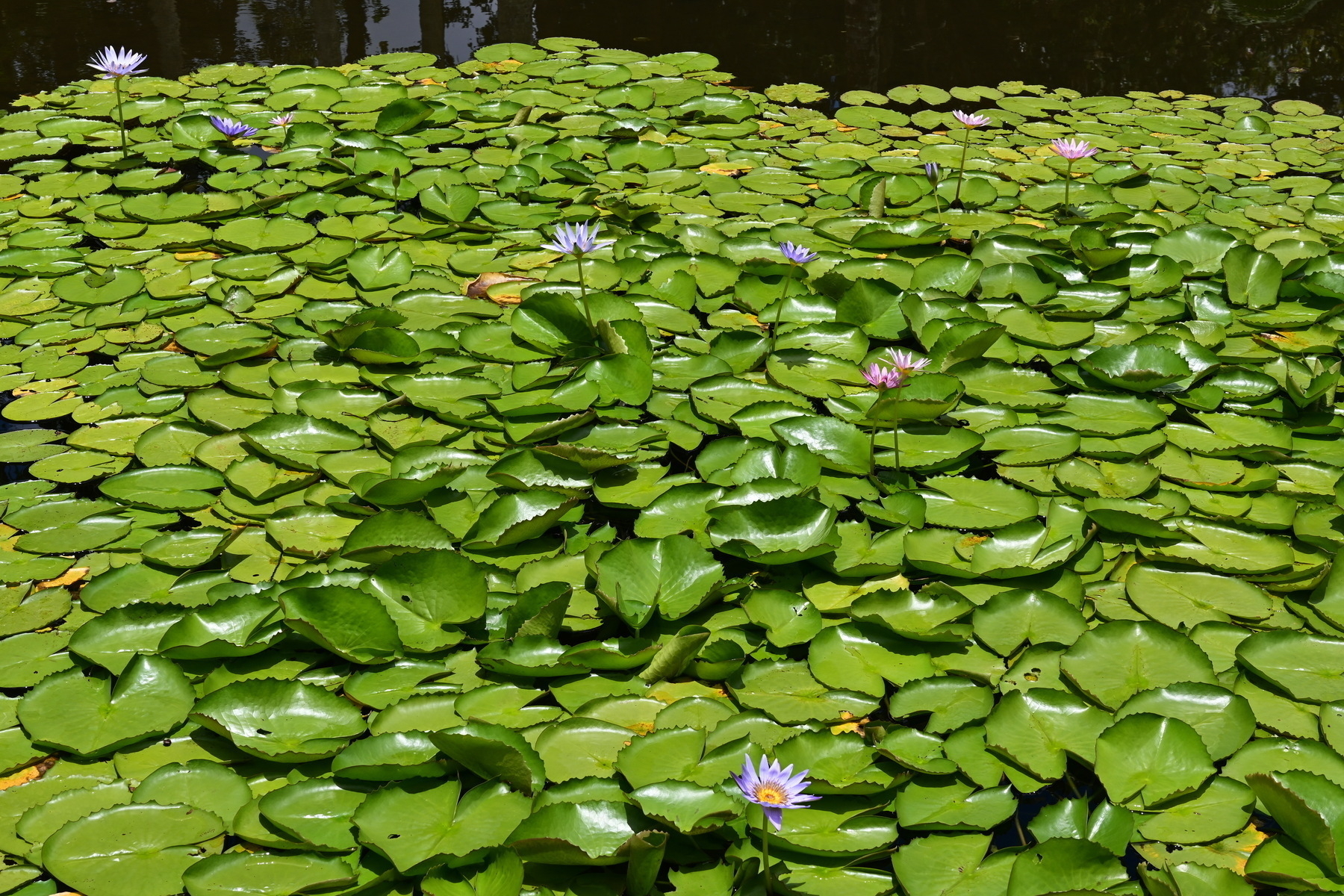 Auto-generated description: A pond is covered with green lily pads, interspersed with a few blooming water lilies.