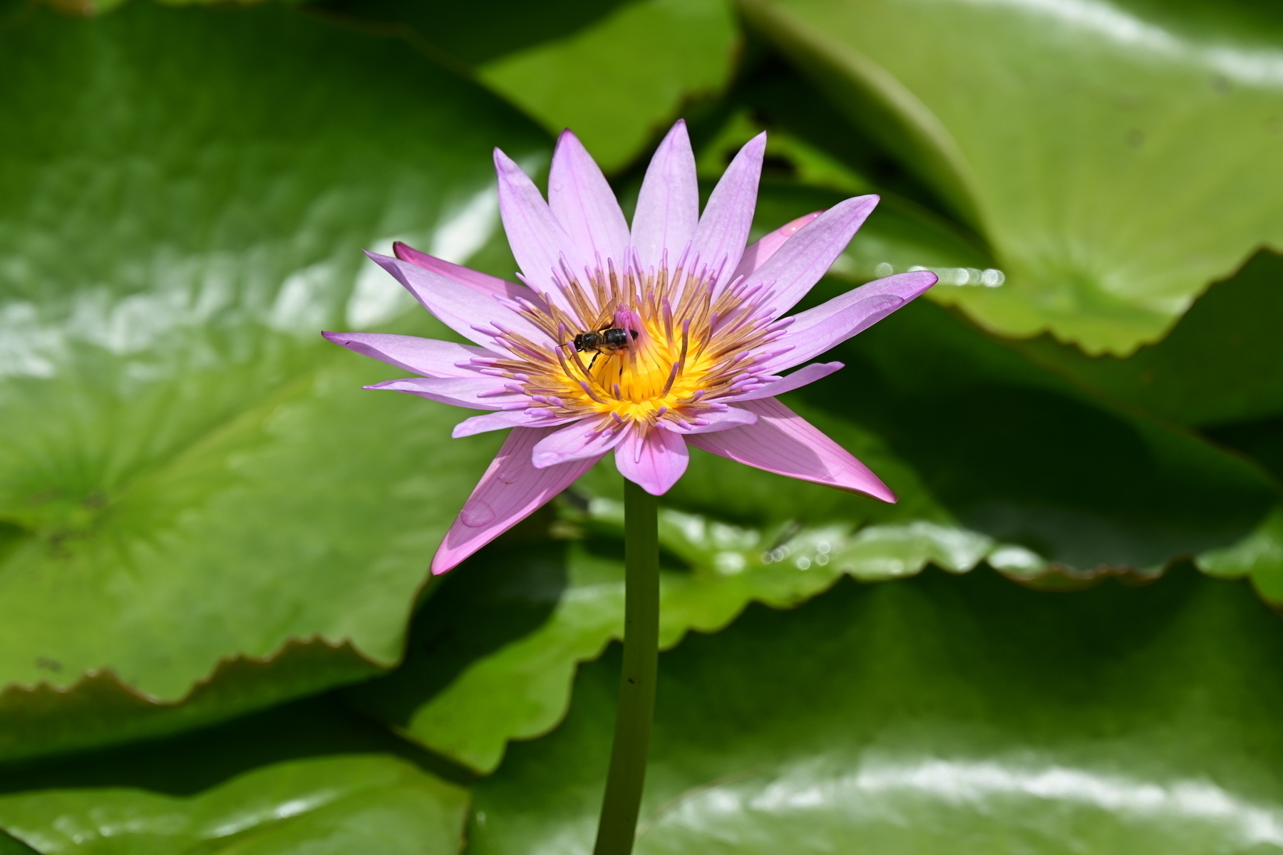 Auto-generated description: A vibrant pink water lily with a small insect on its yellow center is surrounded by lush green lily pads.