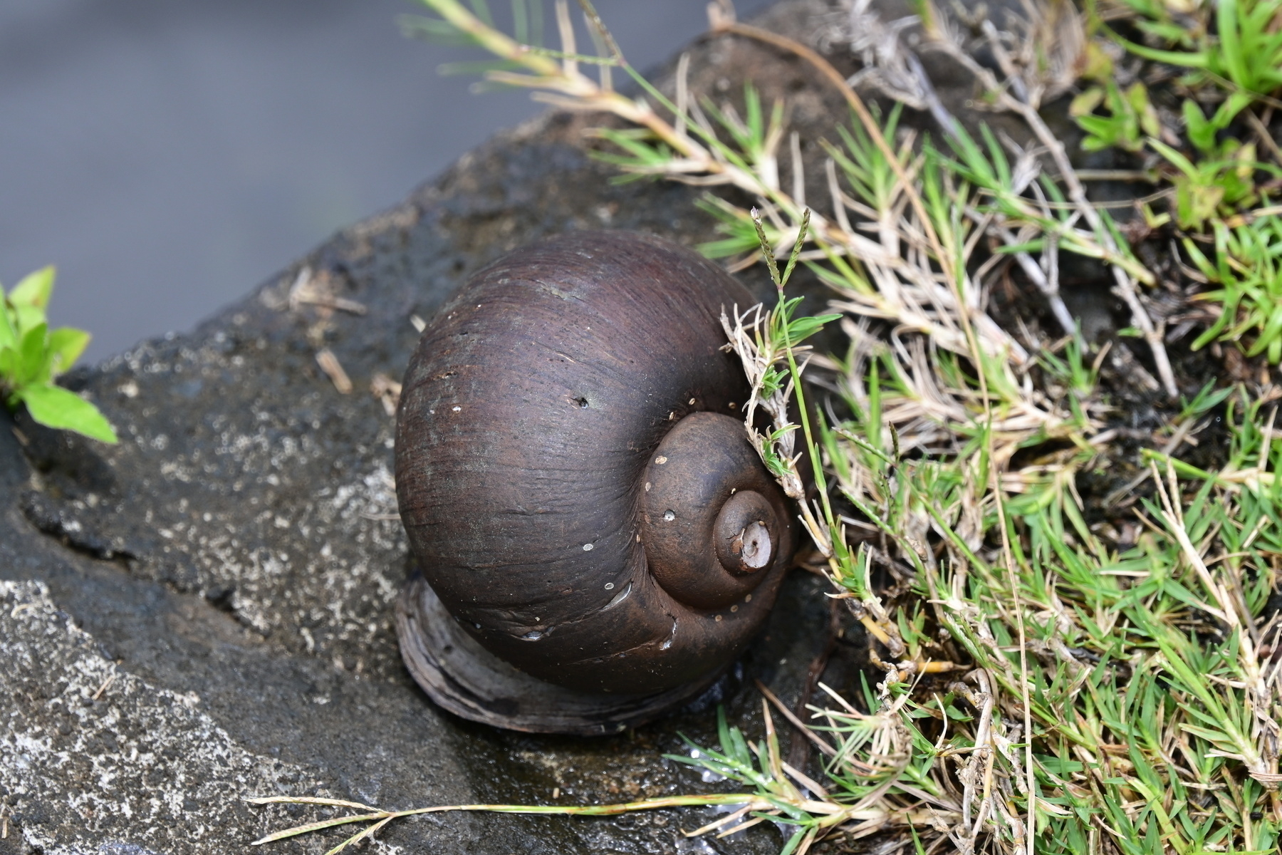 Auto-generated description: A large snail with a dark shell is situated on a rock next to some grass.