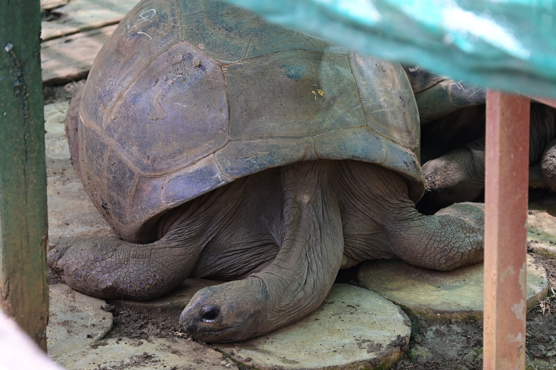 Auto-generated description: A large tortoise rests on a stone surface under a shaded area.