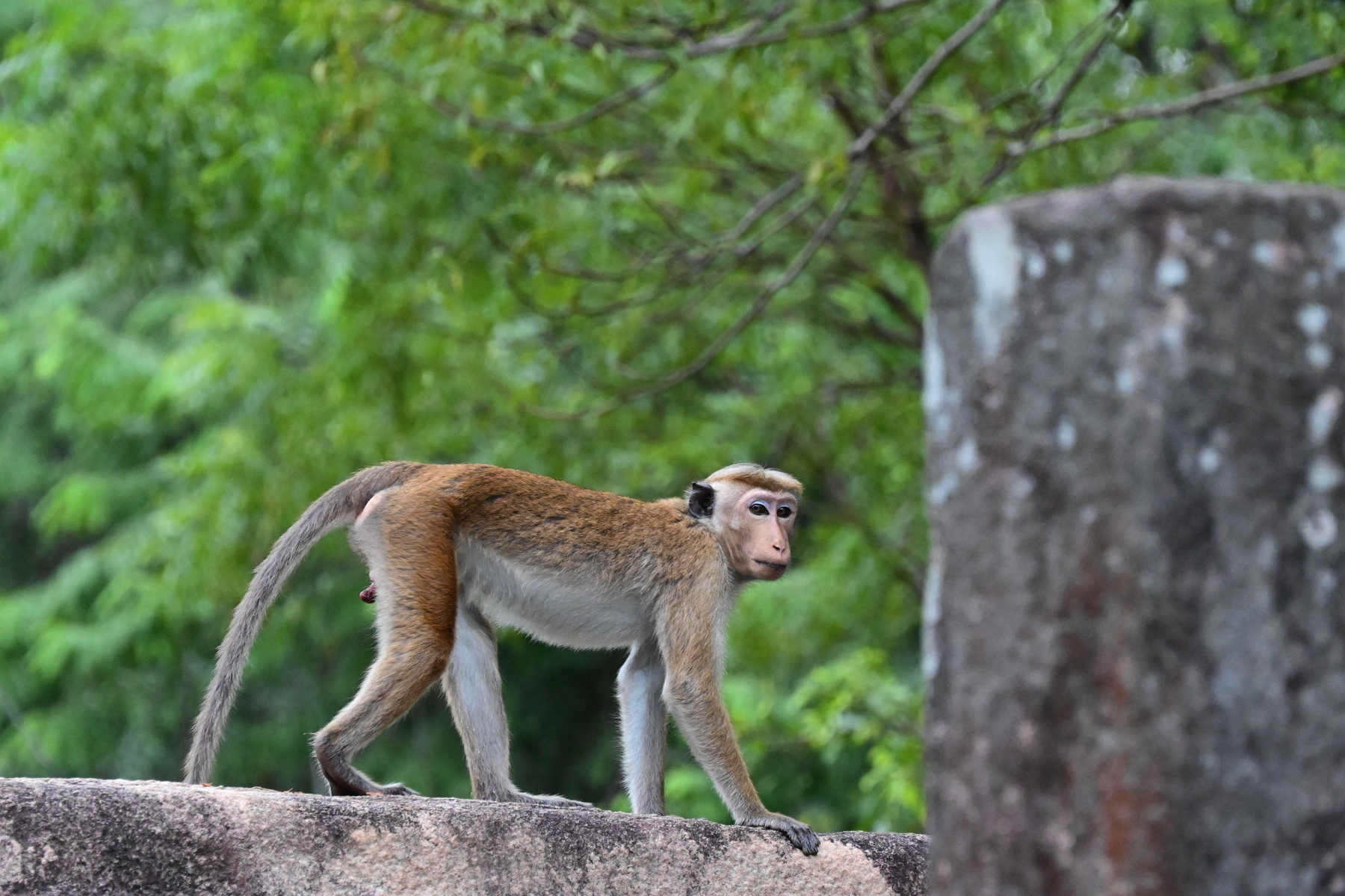 Auto-generated description: A monkey is walking along a stone ledge surrounded by greenery.