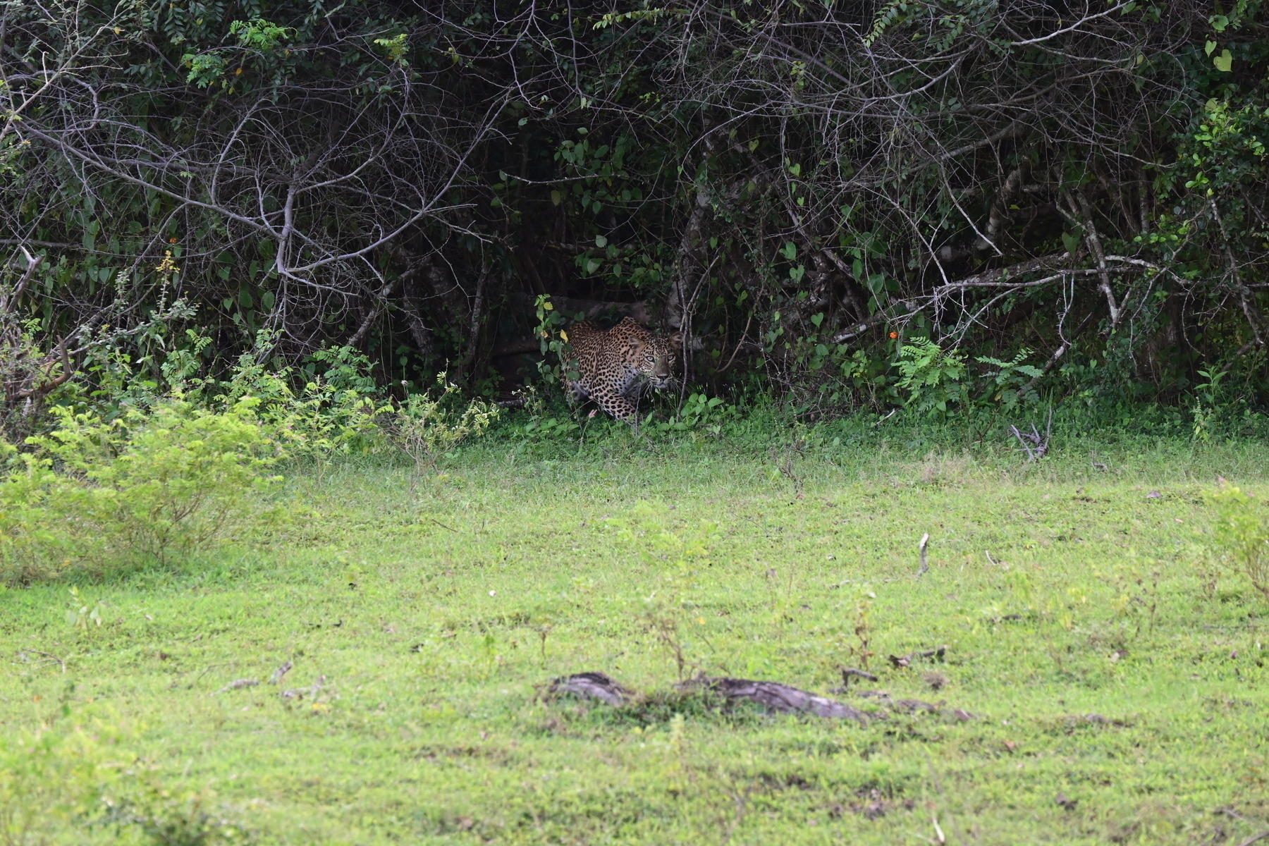 Auto-generated description: A leopard is camouflaged in the dense foliage at the edge of a grassy area.