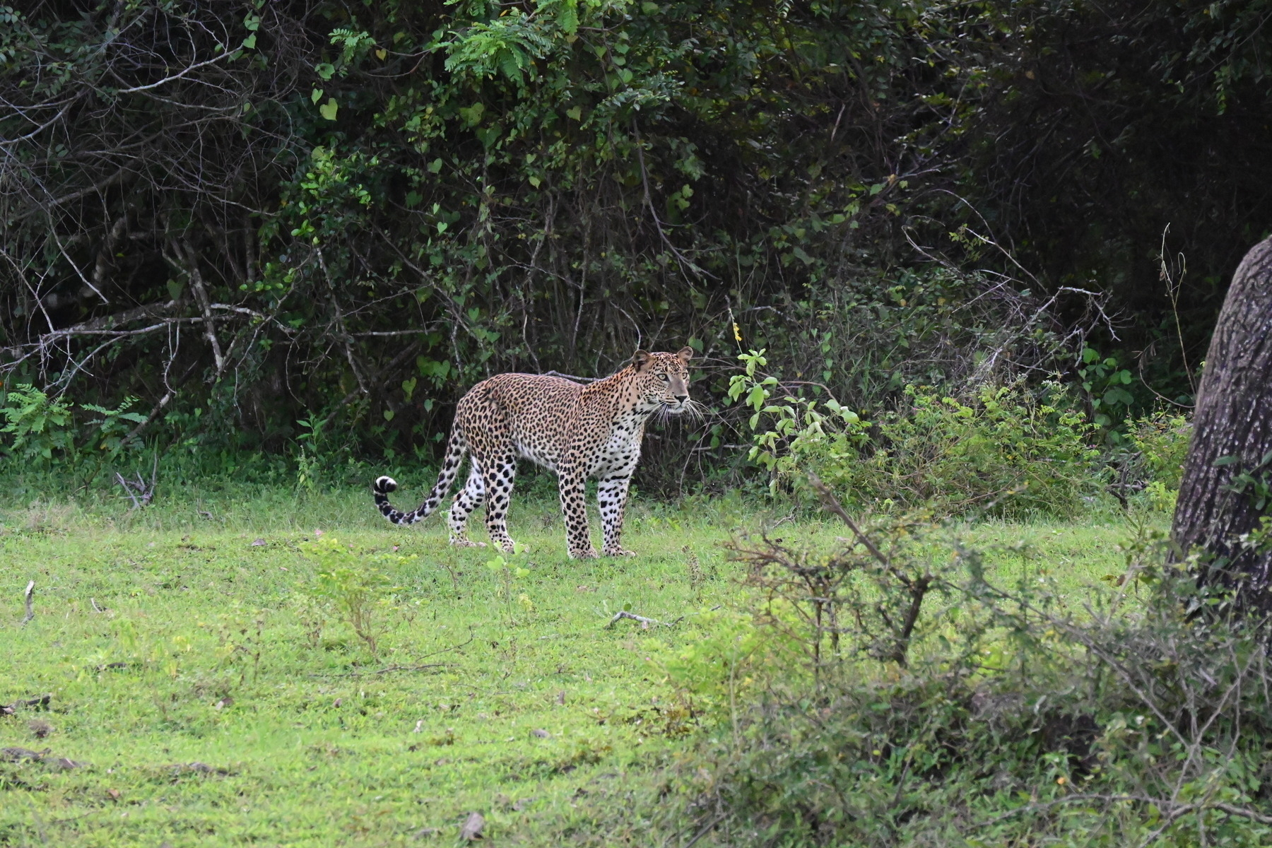 Auto-generated description: A leopard stands on a grassy area with dense foliage in the background.