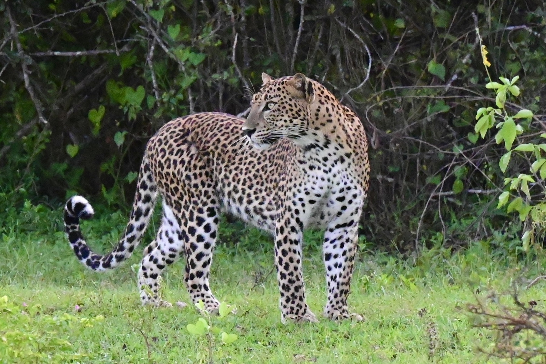 Auto-generated description: A leopard standing in a grassy area with dense foliage in the background.