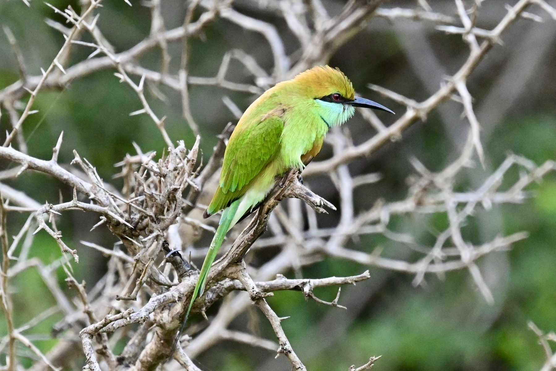 Auto-generated description: A vibrant green bee-eater with a long black beak is perched on a bare, thorny branch against a blurred green background.