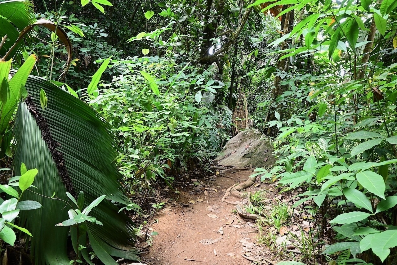 Auto-generated description: A narrow dirt path winds through dense, lush green foliage in a tropical forest setting.