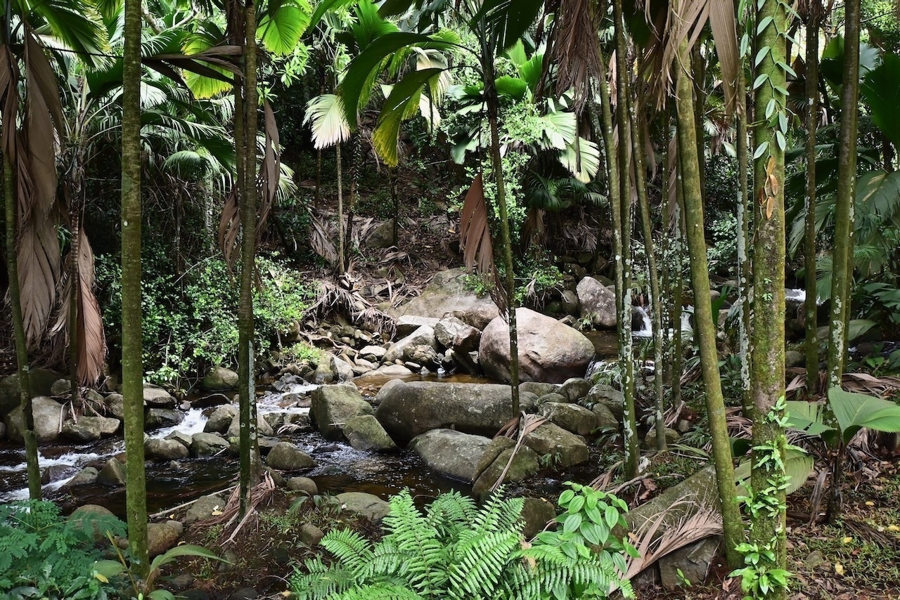 Auto-generated description: A lush, tropical forest features a small, rocky stream surrounded by dense greenery and tall trees.