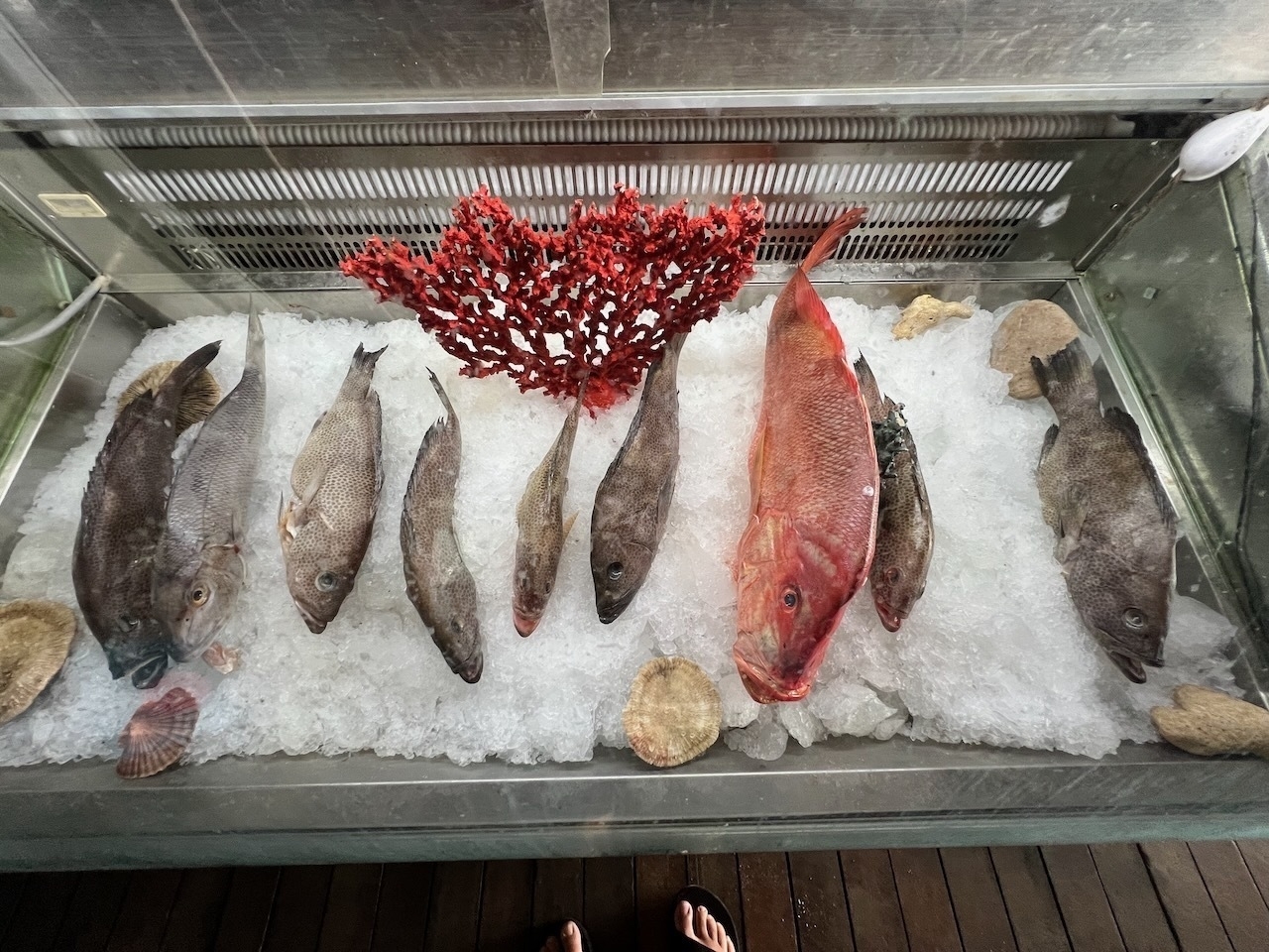 Auto-generated description: Several fresh fish are displayed on ice, accompanied by seashells and a piece of red coral.