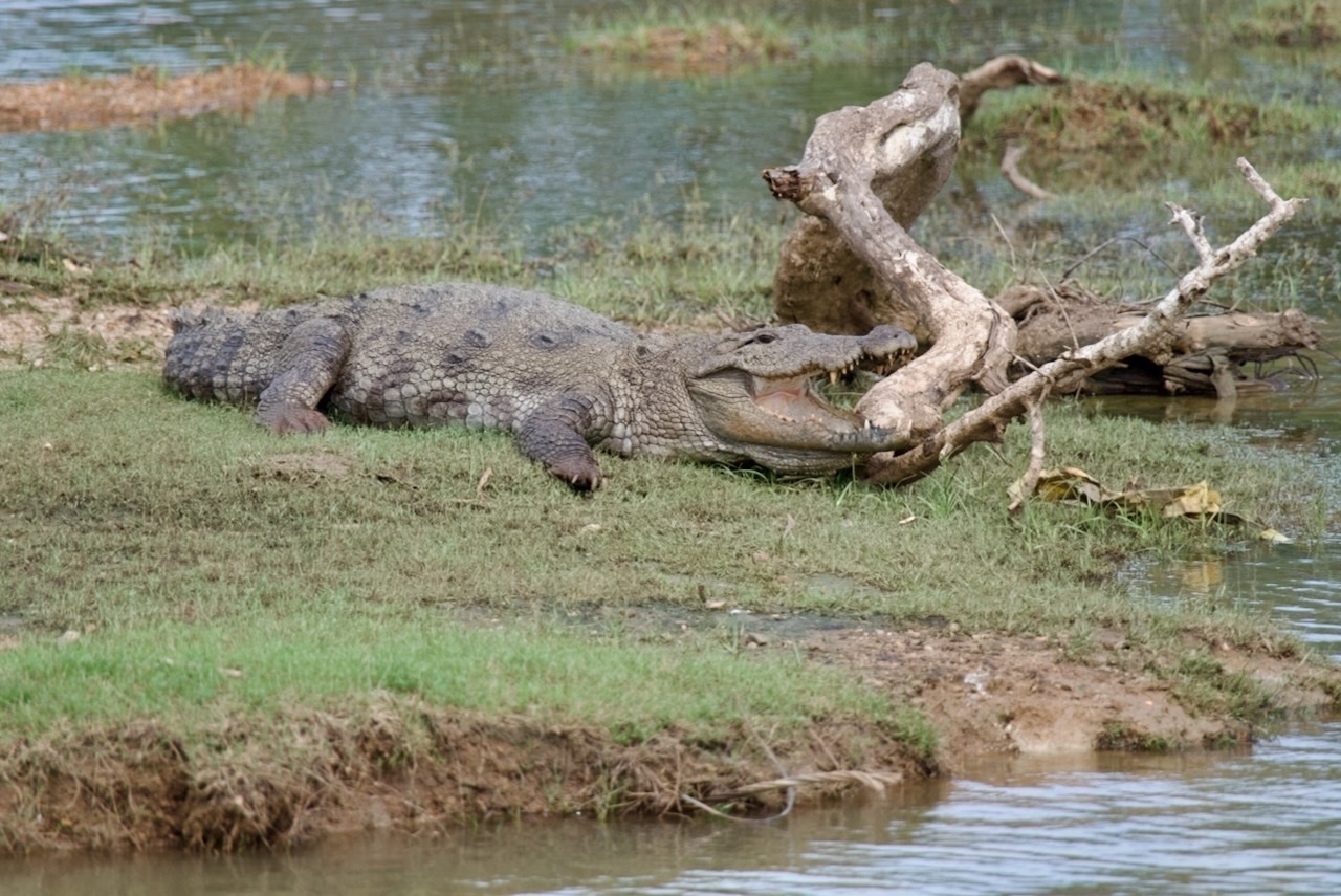 Auto-generated description: A crocodile lies on a grassy bank next to water, holding a branch in its mouth.