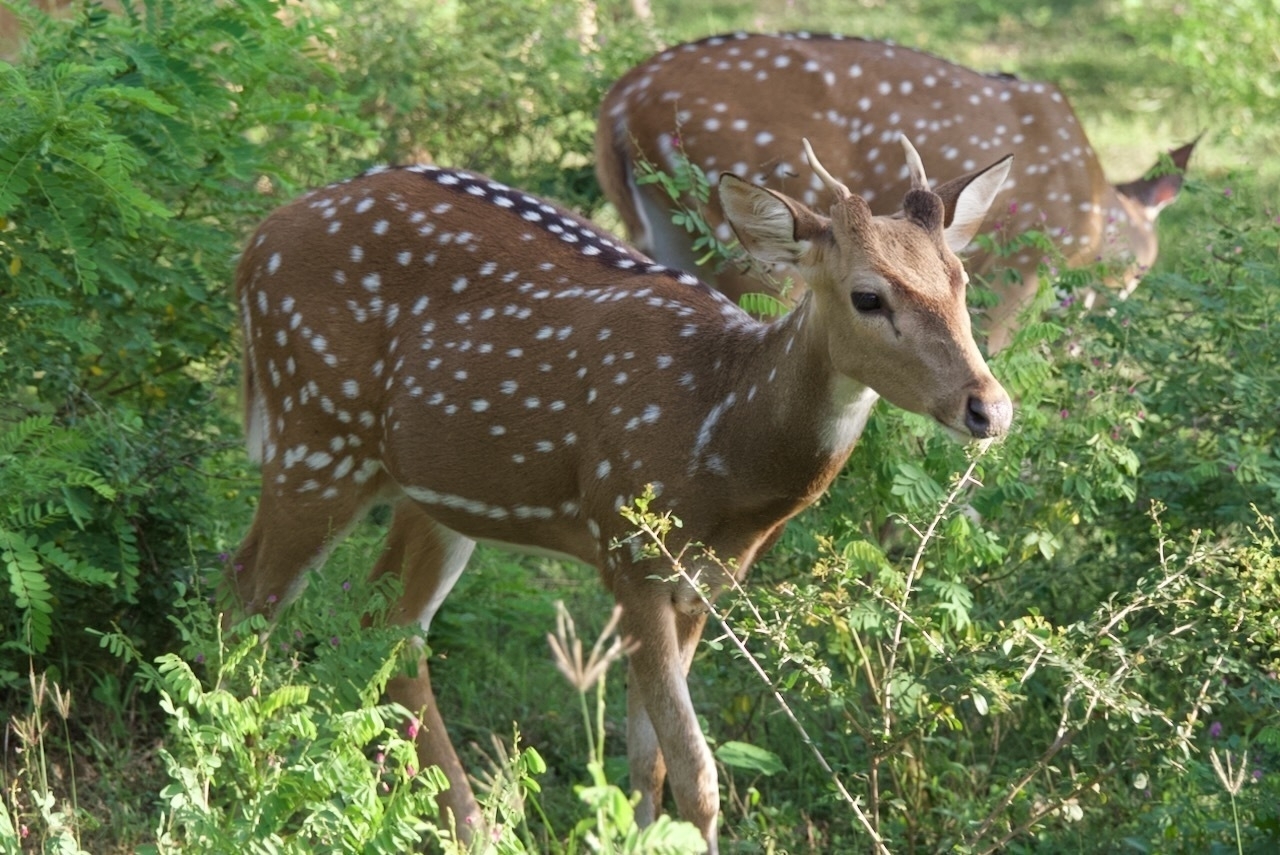 Auto-generated description: Two spotted deer are grazing in a lush, green field.