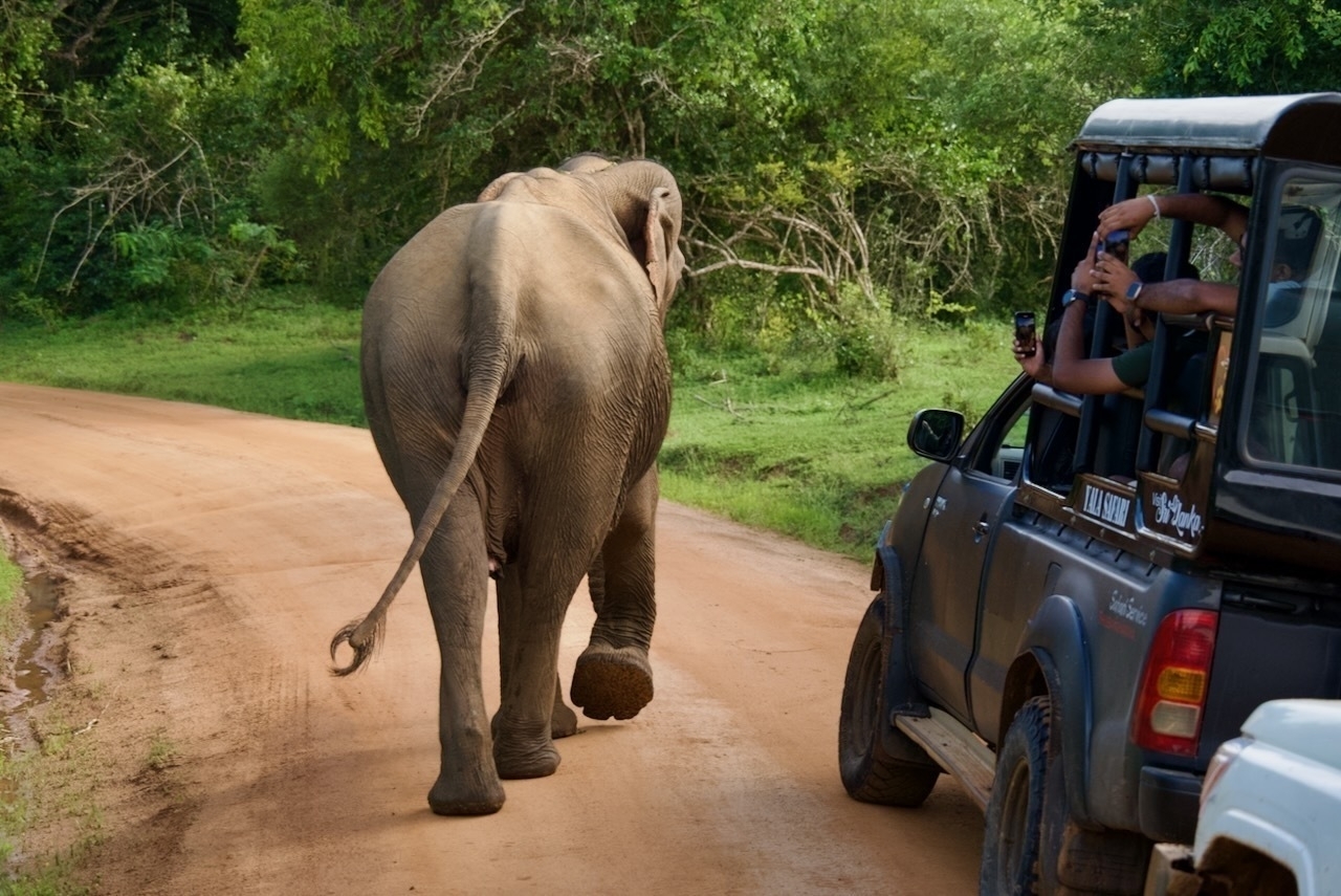 Auto-generated description: An elephant walks along a dirt road in front of a safari vehicle as people take photos.