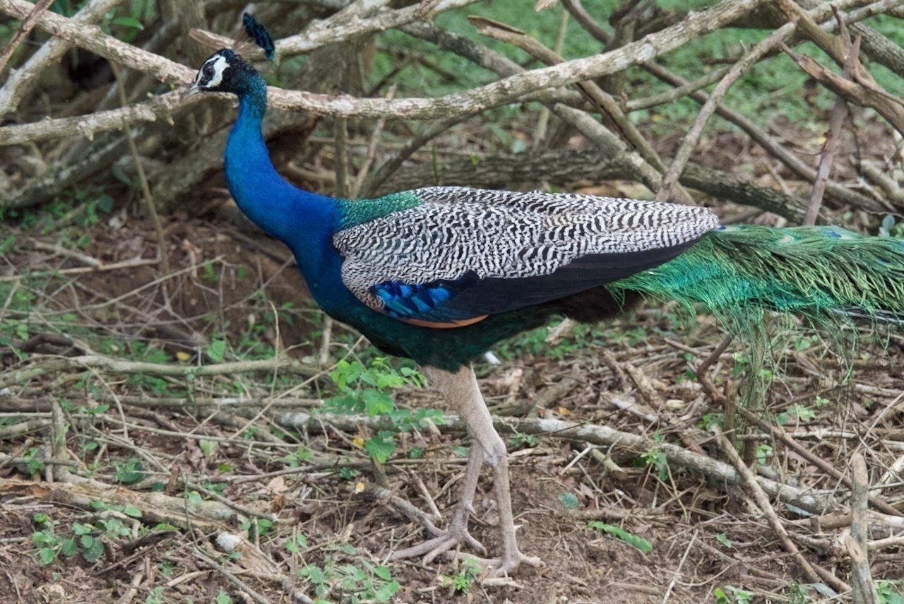 Auto-generated description: A peacock with vibrant blue and green plumage is standing on the ground surrounded by branches and grass.