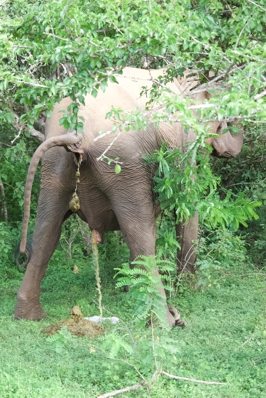 Auto-generated description: An elephant is defecating while standing amidst lush greenery.