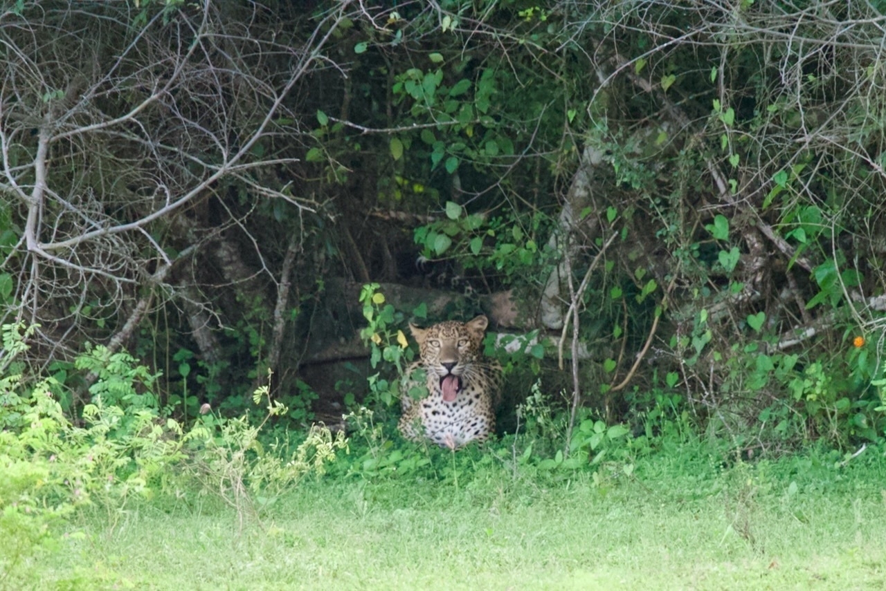 Leopard sticking its tongue out