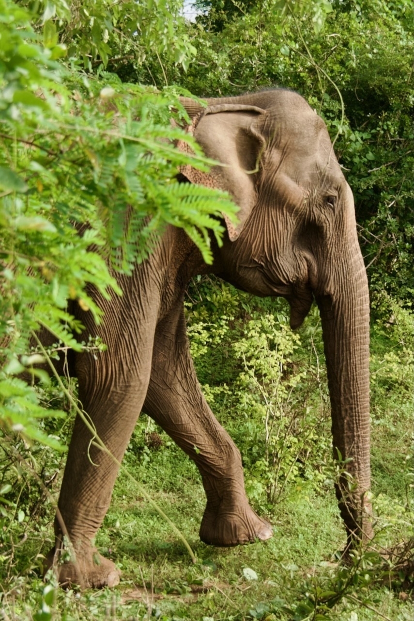 Very wrinkly old elephant