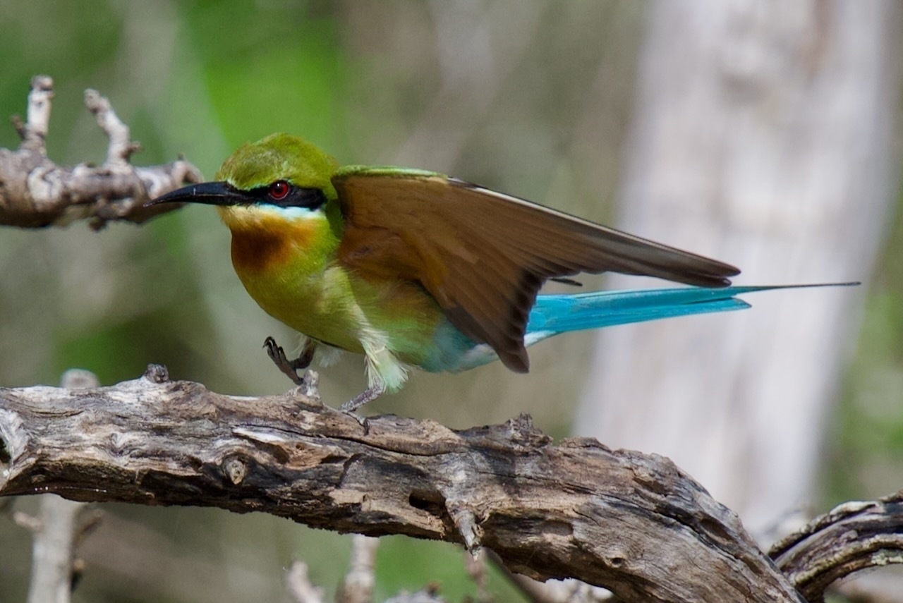 Auto-generated description: A vibrantly colored bird with green, blue, and brown plumage is perched on a branch.