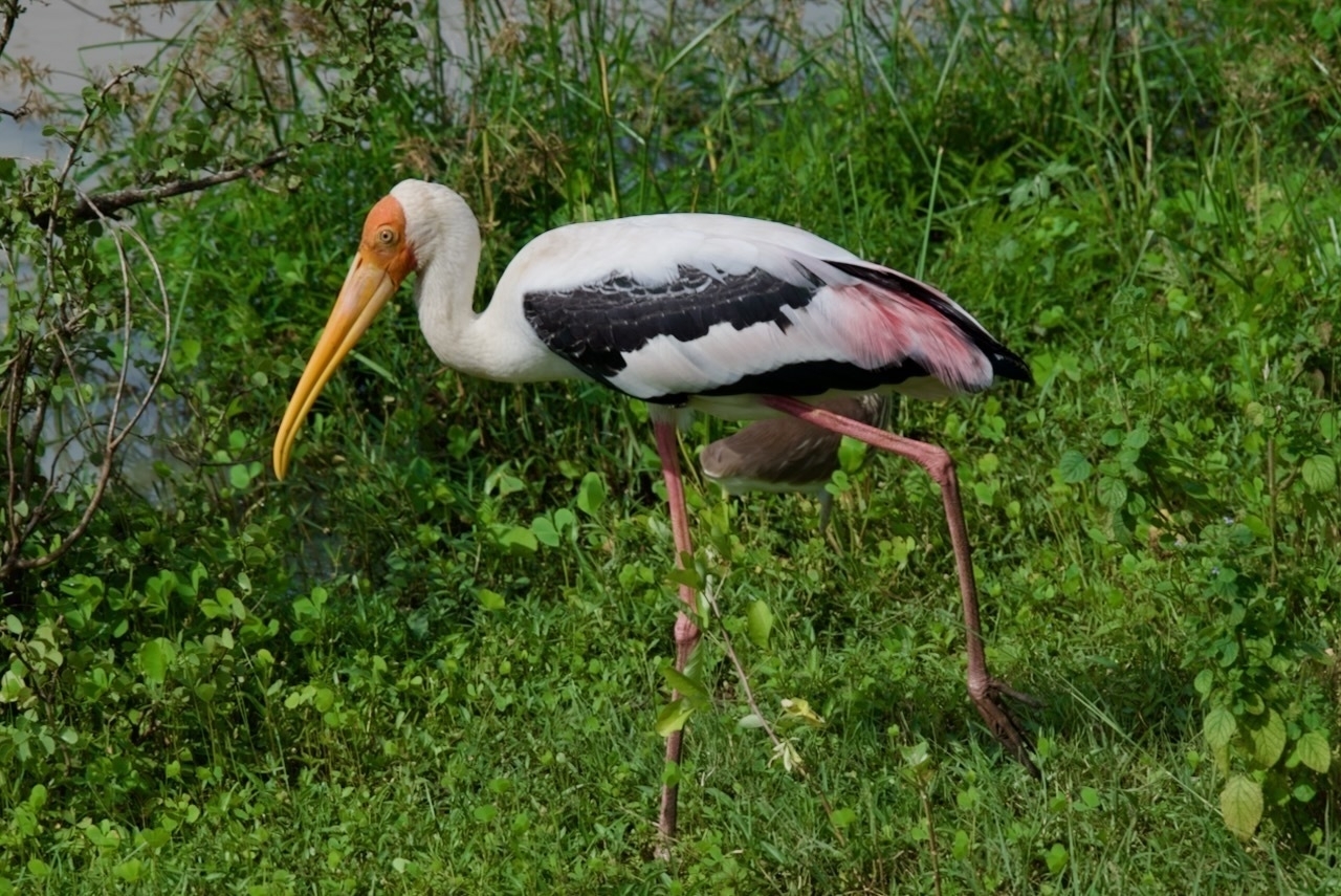 Auto-generated description: A large bird with a long orange beak and pinkish-white plumage stands in a grassy area.