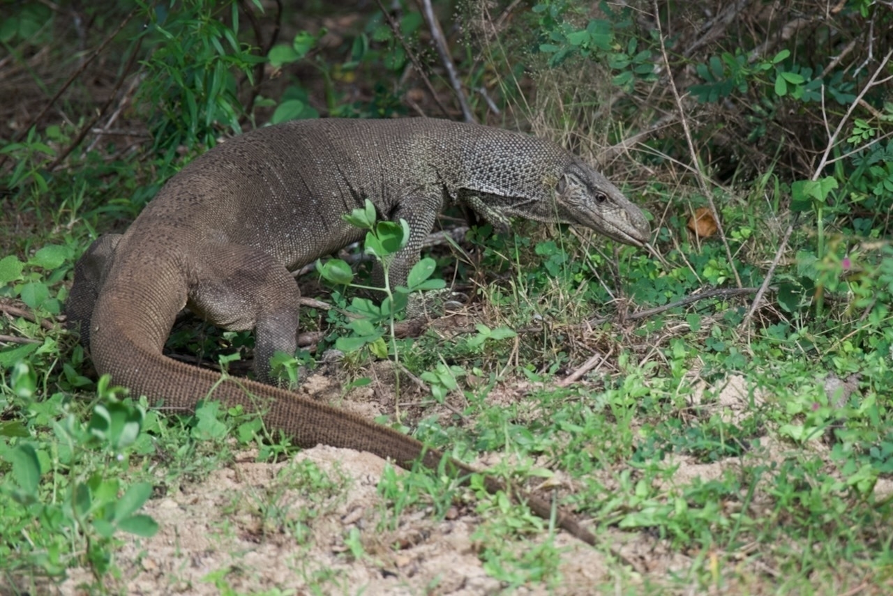 Auto-generated description: A large monitor lizard is walking through a grassy and leafy area.