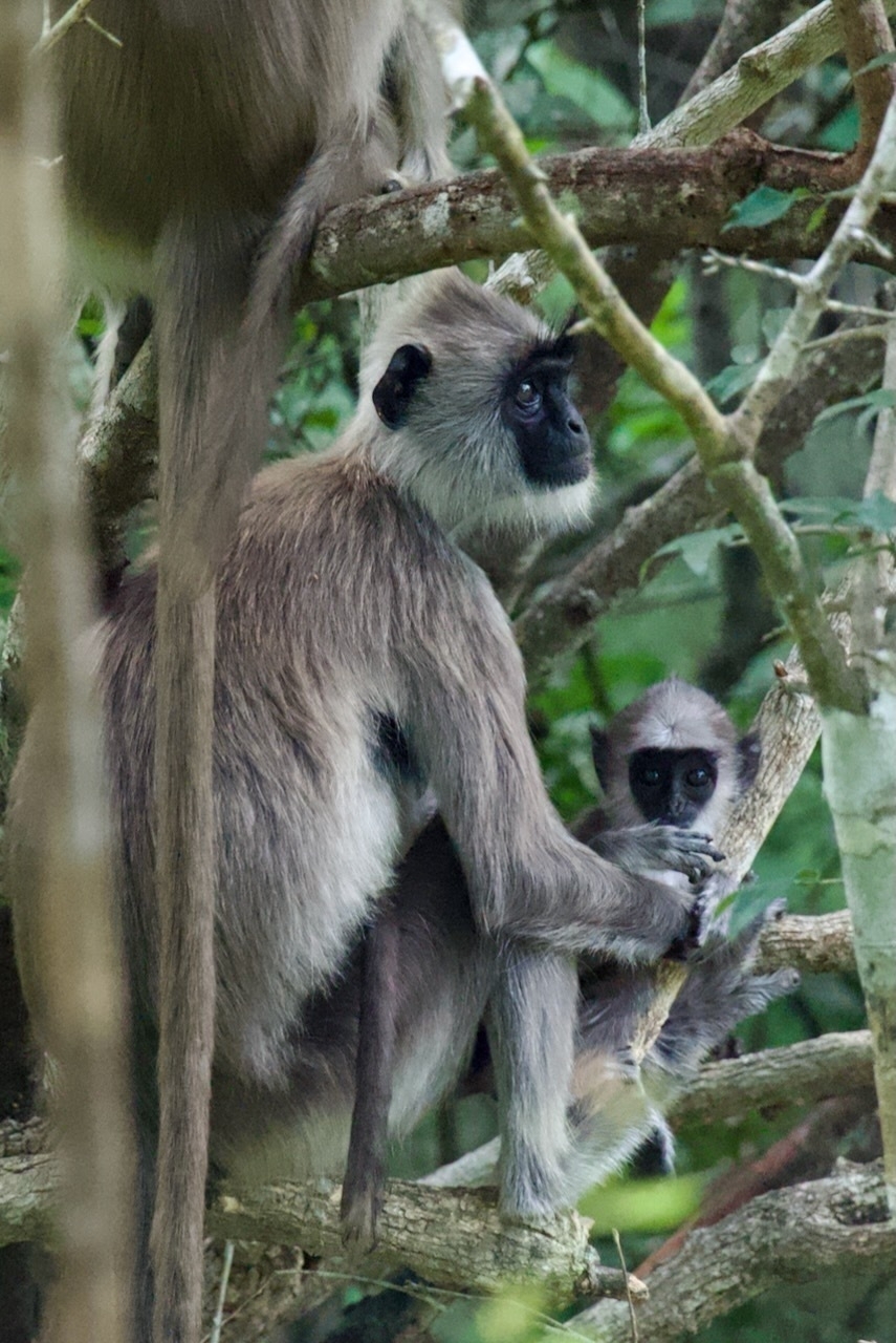 Auto-generated description: A langur monkey is sitting on a tree branch with its baby in a forested area.