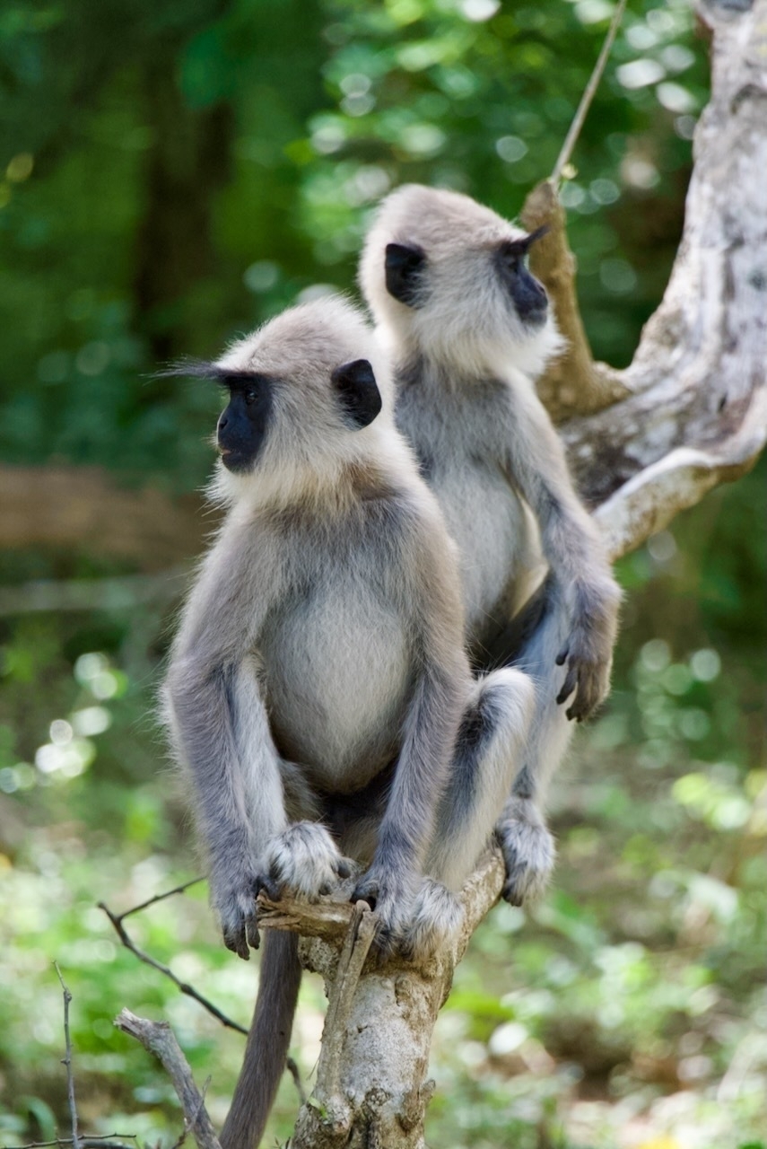 Auto-generated description: Two monkeys are sitting on a tree branch in a forested area.