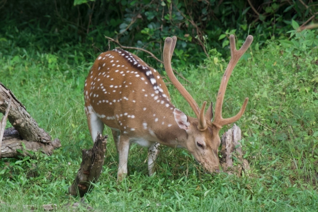 Auto-generated description: A spotted deer with antlers grazes in a grassy area surrounded by greenery.