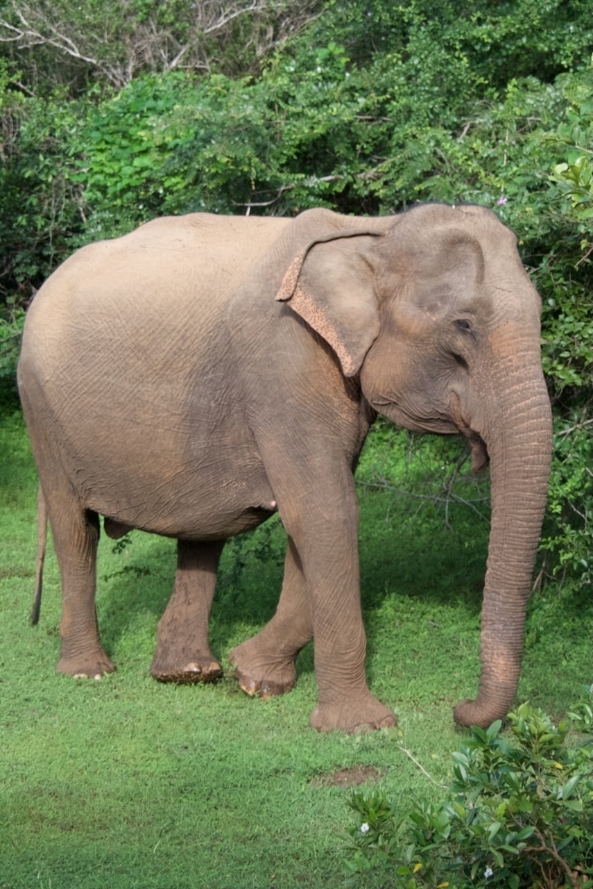 Auto-generated description: An elephant stands on a grassy area surrounded by lush greenery.