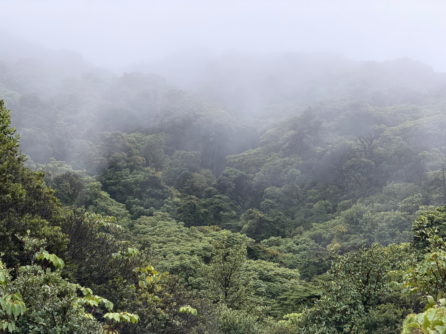More of the surrounding forest as clouds gently settled in.