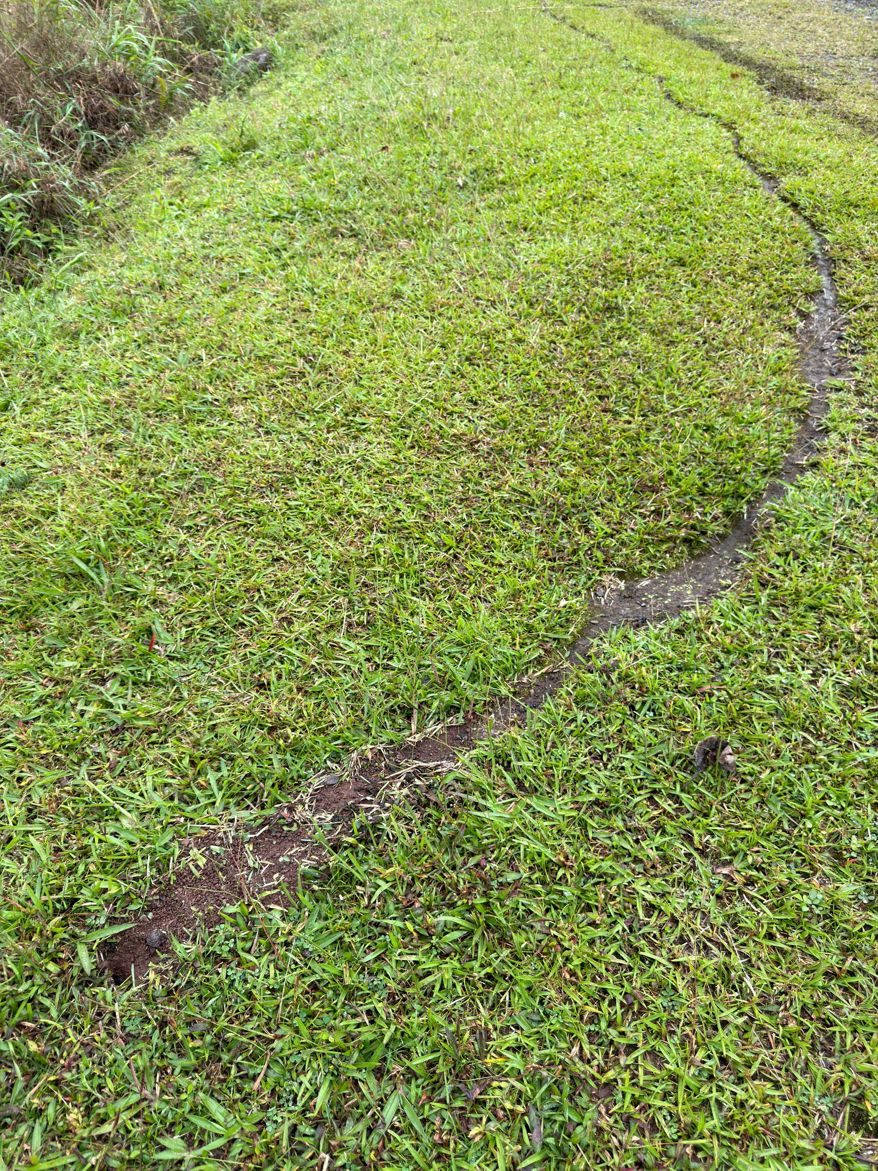 Auto-generated description: A narrow dirt trail meanders through lush, green grass.