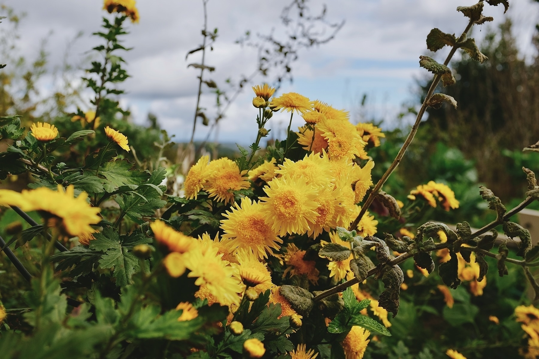 Yellow chrysanthemums in a garden setting, surrounded by green foliage under a cloudy sky.