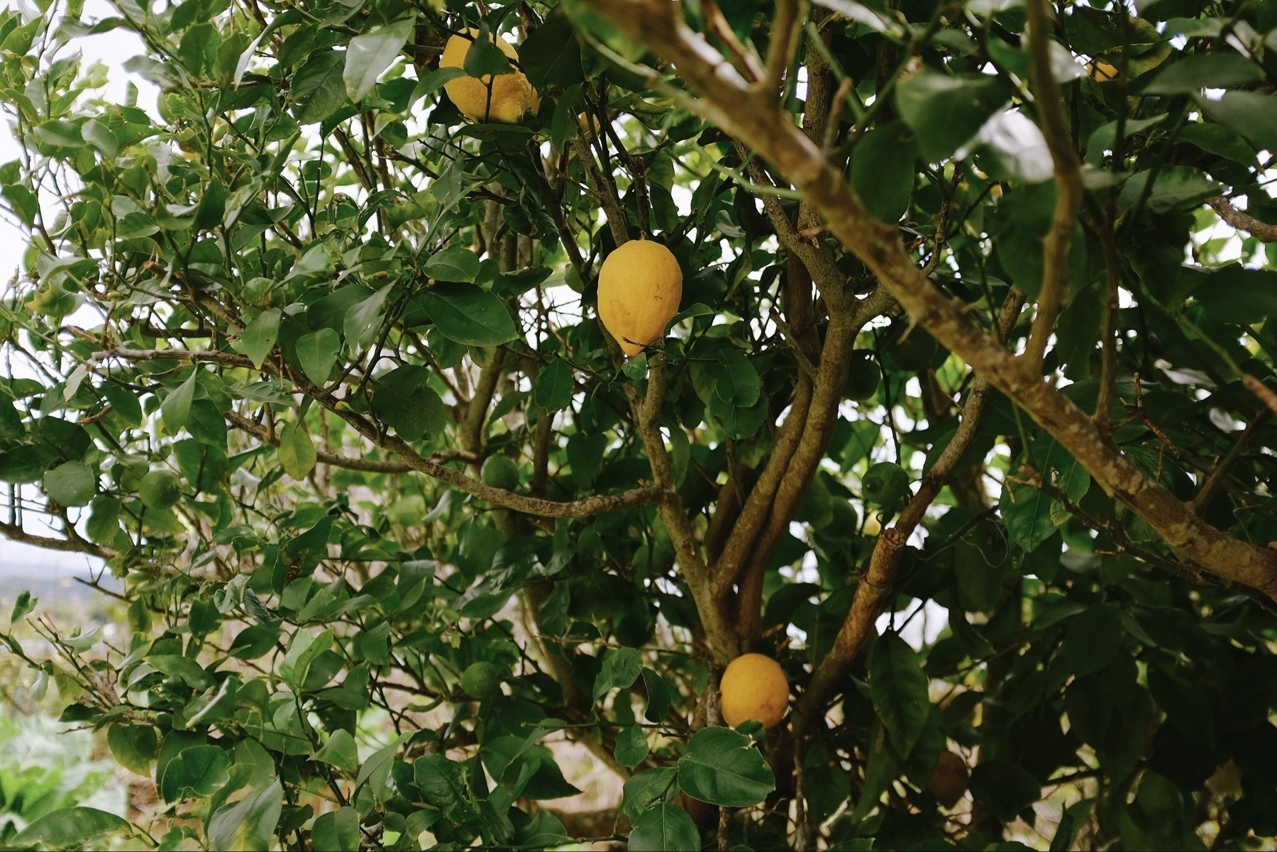 Lemon tree with several ripe lemons among green leaves.