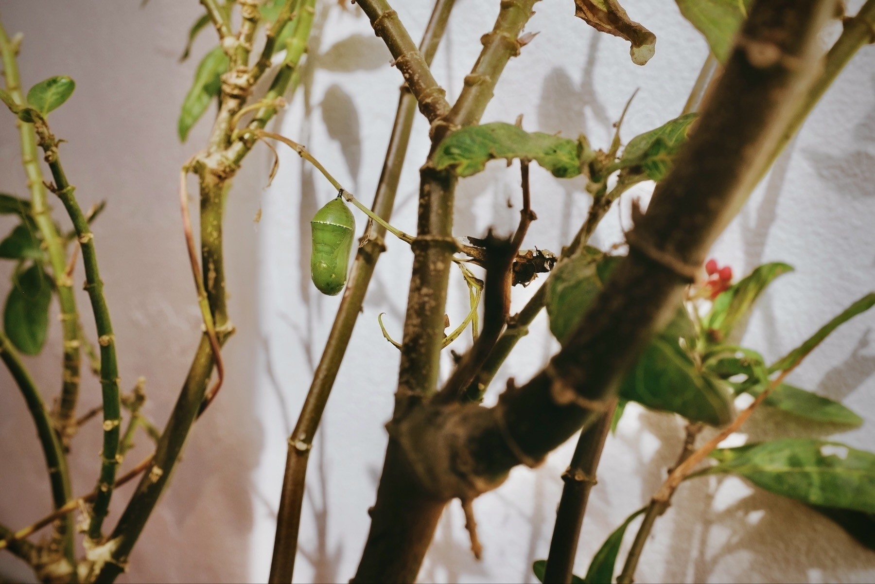 A chrysalis hanging from a plant stem among various leaves and branches.