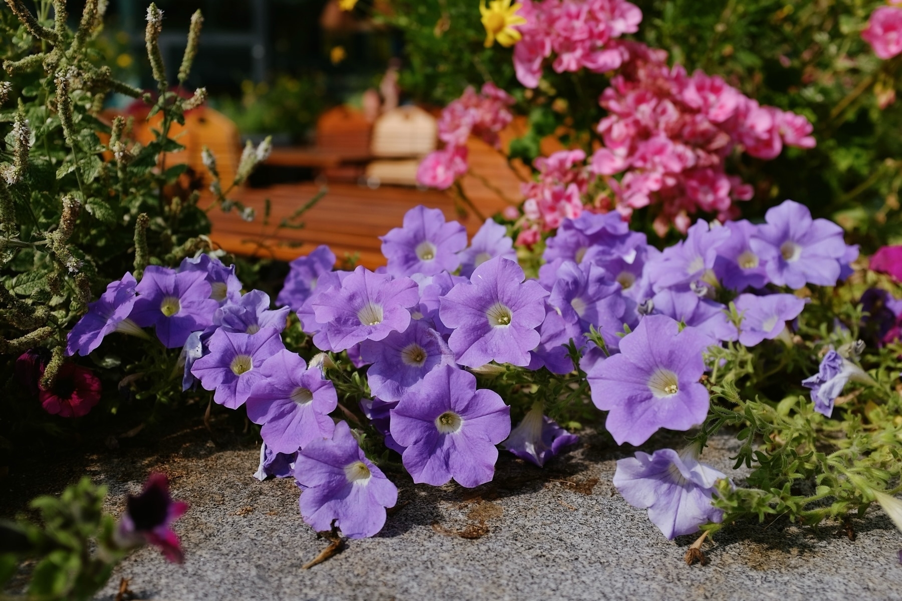 Purple and pink flowers in a garden with a wooden bench and greenery in the background.