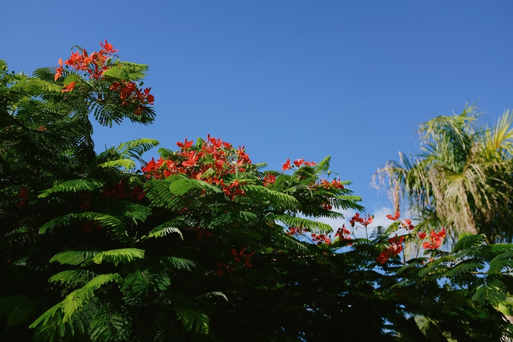 Bright red flowers and green leaves against a clear blue sky, with palm trees in the background.