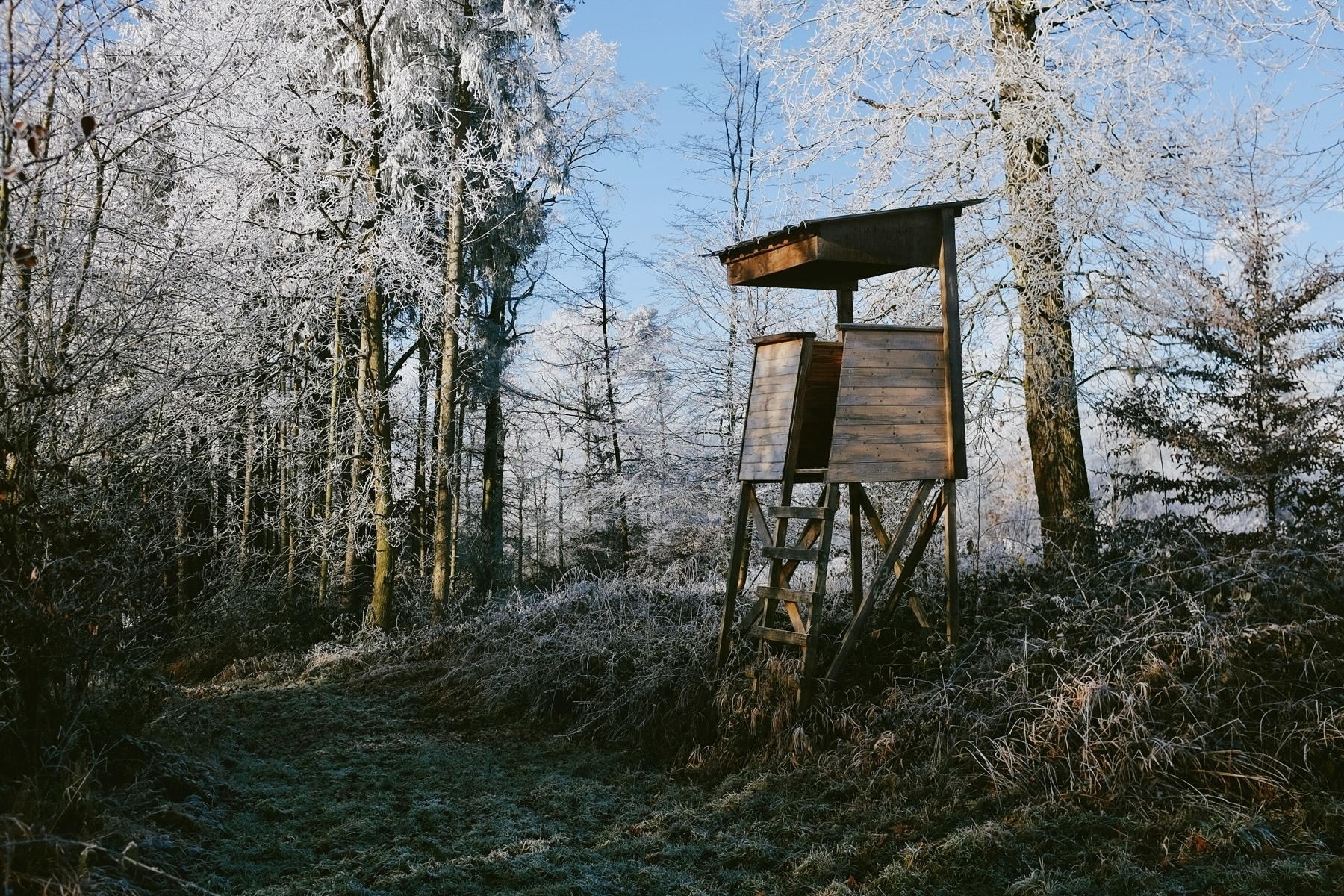 Snow-covered branches with frost cling to autumn leaves in a wintry landscape.