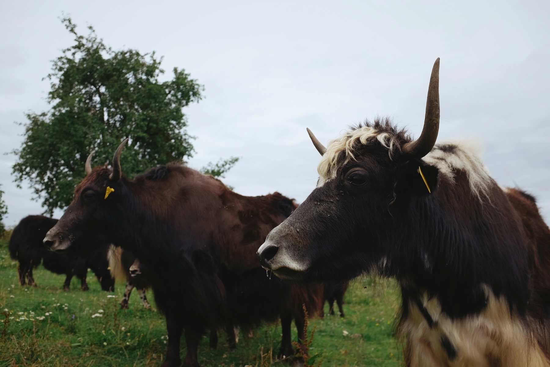 Close-up of a Yak and a herd standing in the background