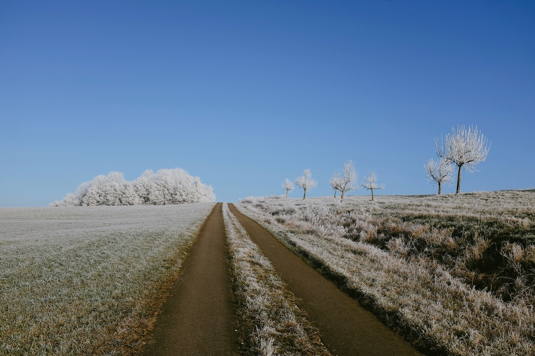 A frosty rural landscape features a dirt road flanked by fields and trees dusted with snow under a clear blue sky.