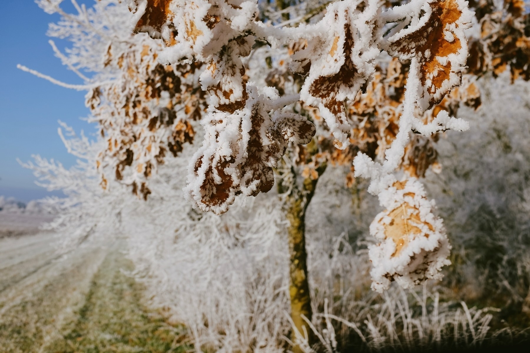 Snow-covered branches with frost cling to autumn leaves in a wintry landscape.