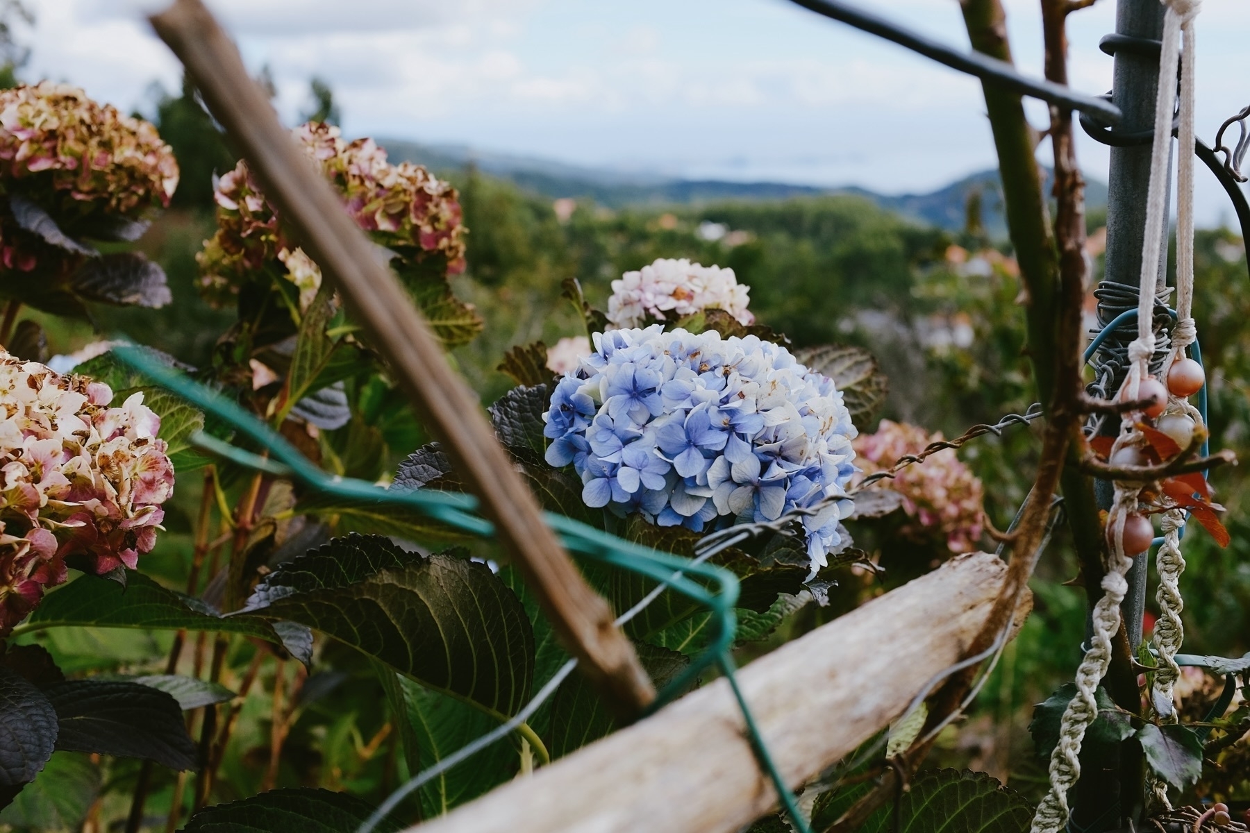 A close-up of hydrangea flowers, with a mix of blue and pink blossoms, surrounded by green foliage. A wire mesh and wooden structure are in the foreground, with a scenic background of hills and a blue sky.