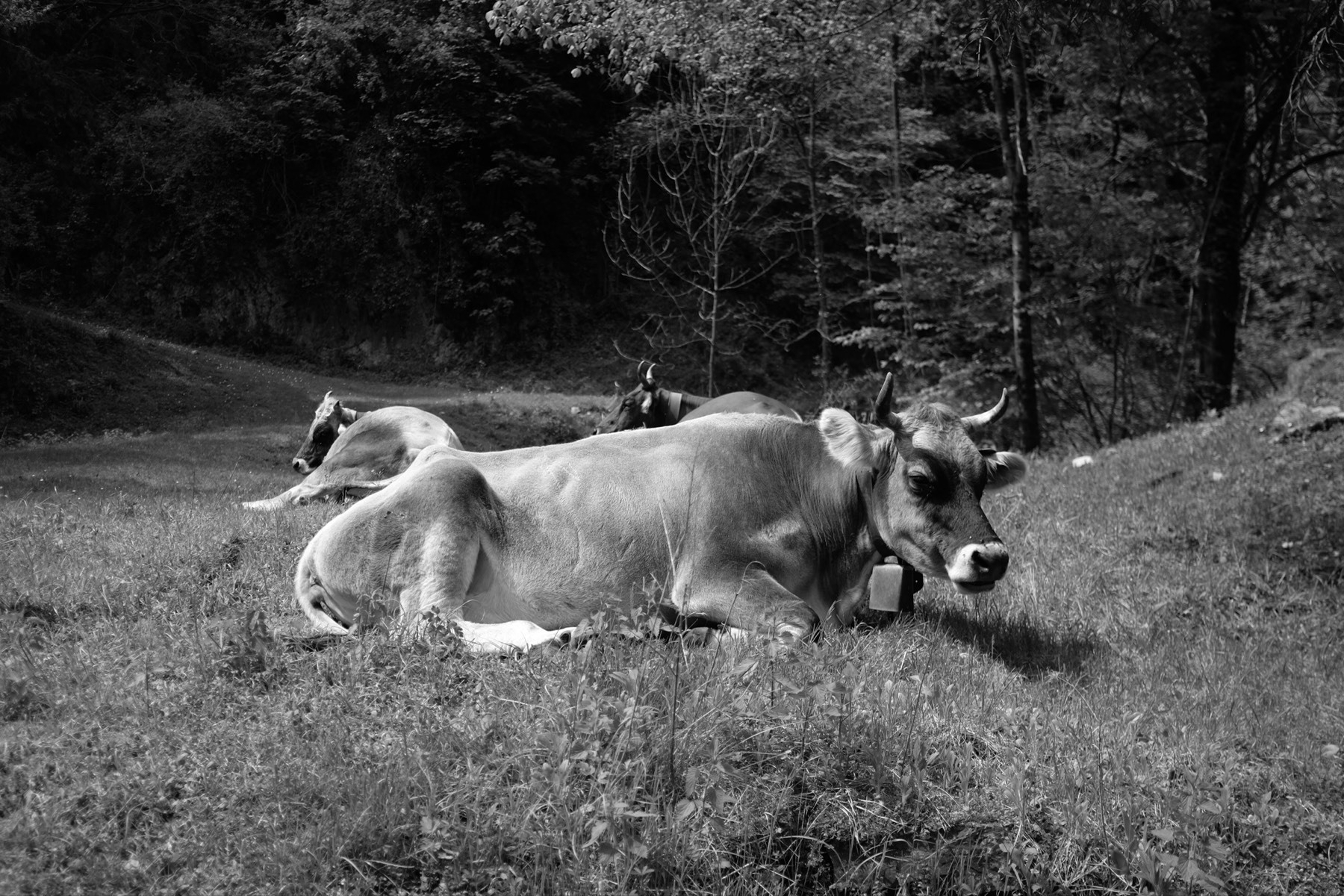 Black-and-white photo of three dairy cows lying on the pasture next to a forest