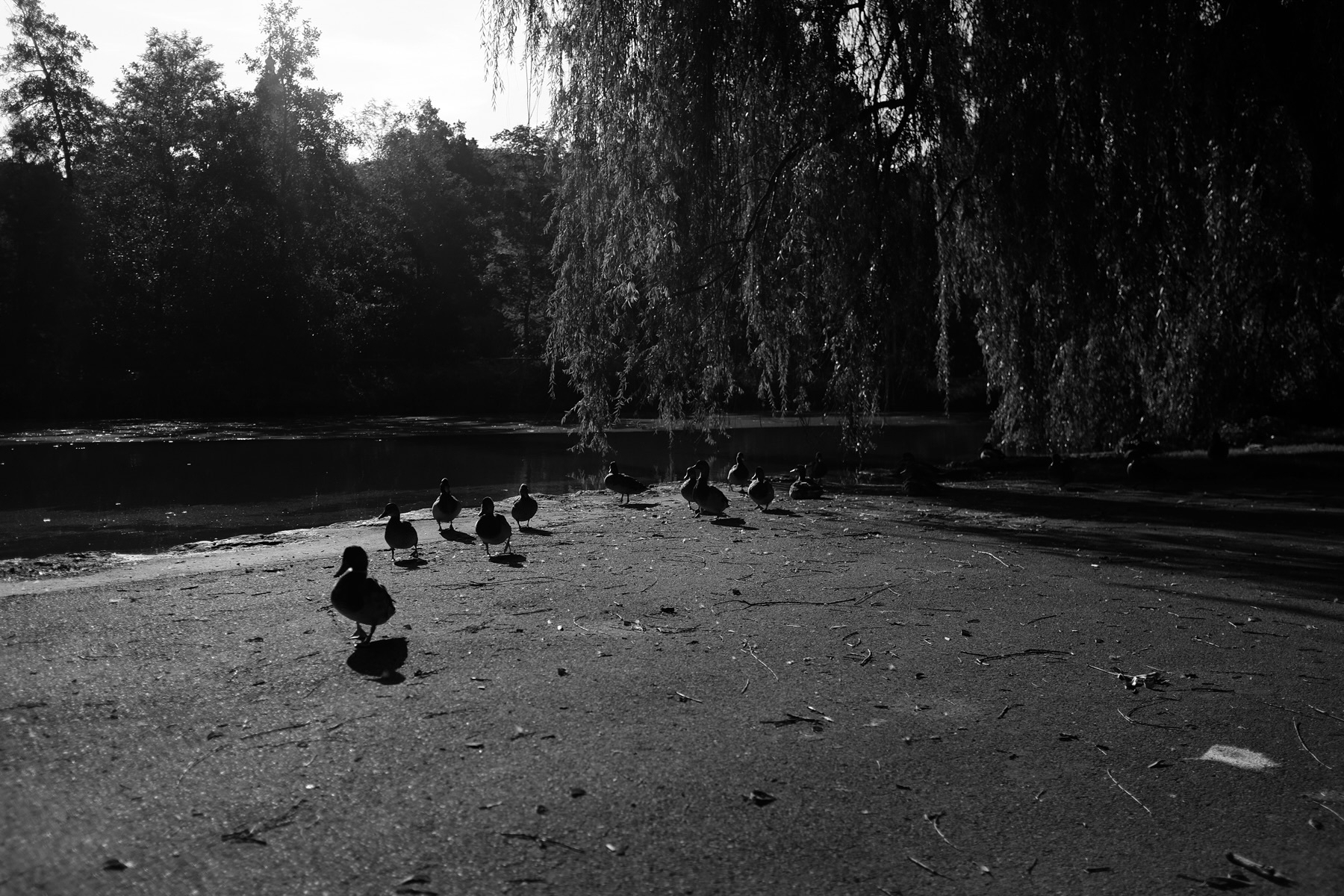 A black-and-white photo depicting a group of ducks walking along the edge of a pond. The pond is surrounded by trees, with some branches hanging low over the water. The scene is calm and serene, with the ducks casting long shadows on the ground