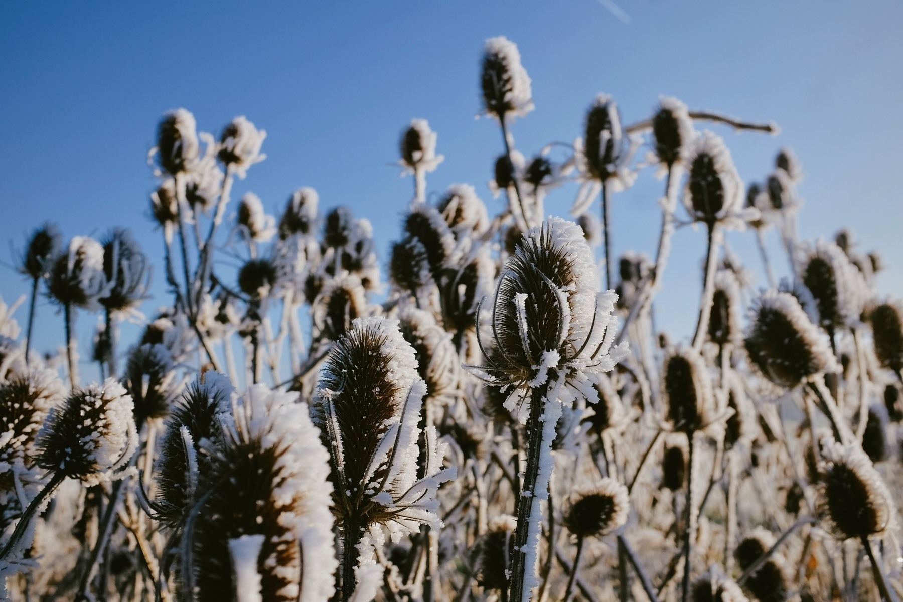 Snow-covered branches with frost cling to autumn leaves in a wintry landscape.