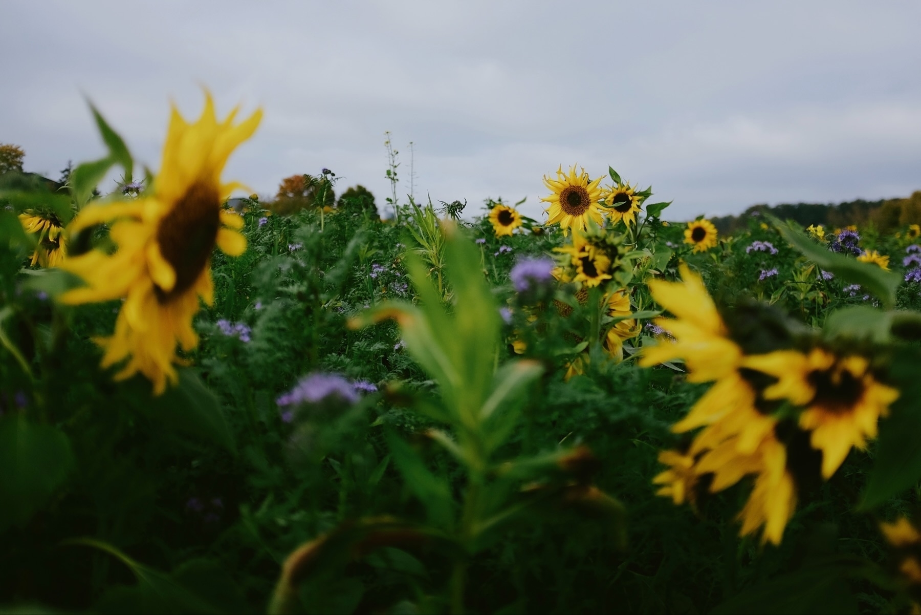 A field of sunflowers with some purple wildflowers mixed in, under a cloudy sky. The focus is on the sunflowers, with a few in the foreground and others in the distance.