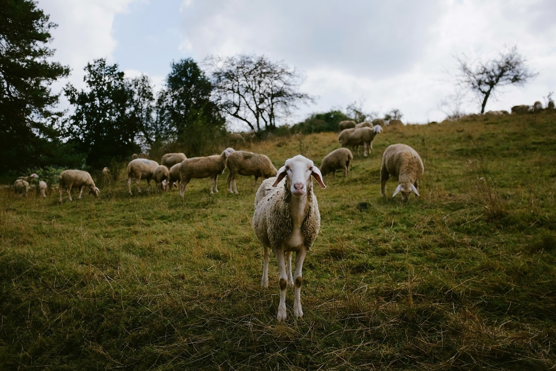 A group of sheep grazing on a grassy hillside, with one sheep prominently in the foreground facing the camera. Trees and a cloudy sky are in the background.