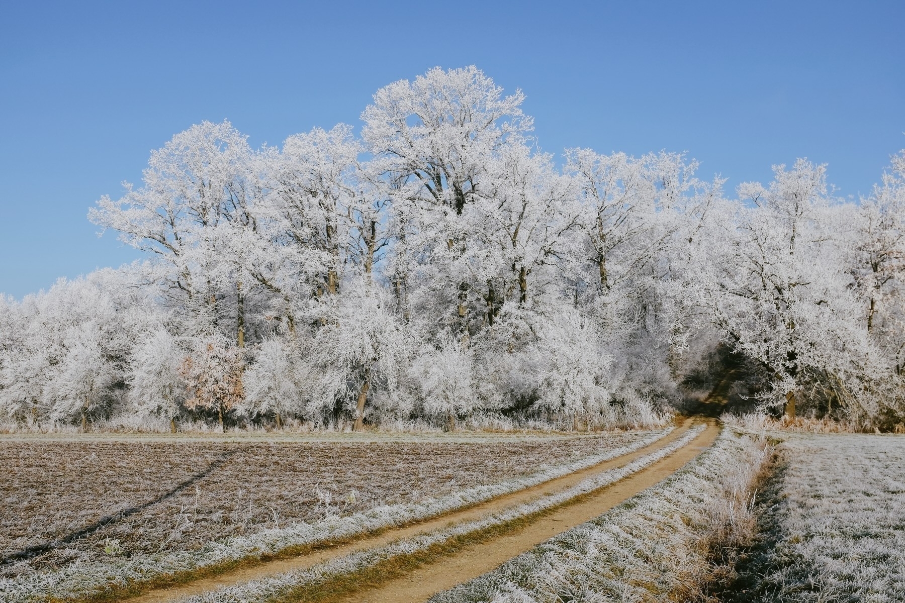 Snow-covered branches with frost cling to autumn leaves in a wintry landscape.